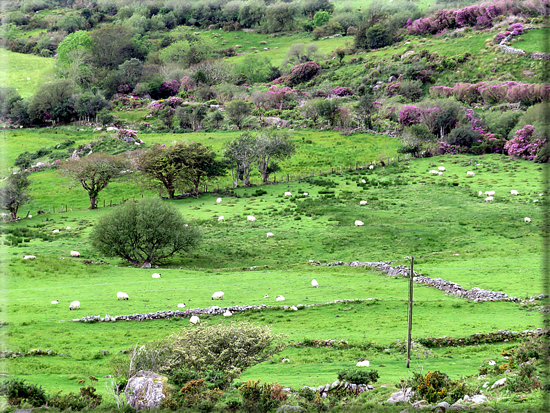 foto Parco di Killarney